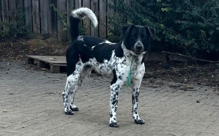 Traumhund Thommy