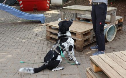 Traumhund Thommy