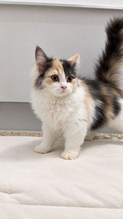 Perserkitten