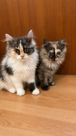 Perserkitten