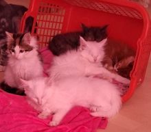 Wundersxhöne Maine-Coon-Kitten suchen ein liebesvolle Zuhause