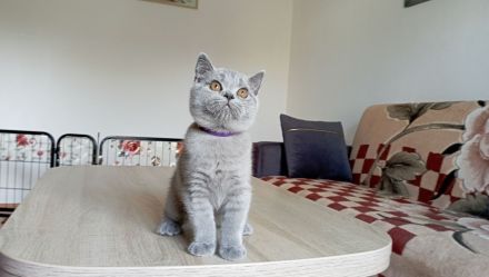 BKH-Kitten in blue ( Abgabebereit. Stammbaum!)