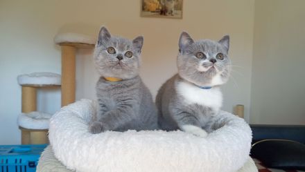BKH-Kitten in blue und blue-weiß ( Stammbaum)!