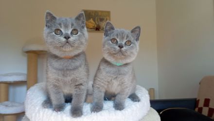 BKH-Kitten in blue und blue-weiß ( Stammbaum)!