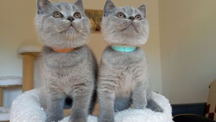 BKH-Kitten in blue und blue-weiß ( Stammbaum)!