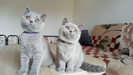 BKH-Kitten in blue ( Abgabebereit. Stammbaum!)