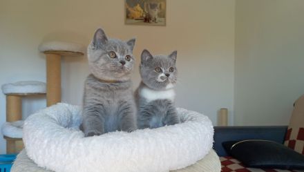 BKH-Kitten in blue und blue-weiß ( Stammbaum)!