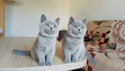 BKH-Kitten in blue ( Abgabebereit. Stammbaum!)