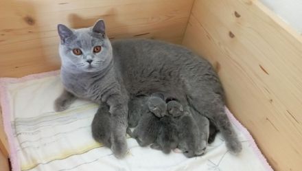 BKH-Kitten in blue ( Abgabebereit. Stammbaum!)