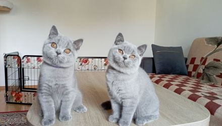 BKH-Kitten in blue ( Abgabebereit. Stammbaum!)