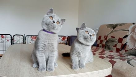 BKH-Kitten in blue ( Abgabebereit. Stammbaum!)