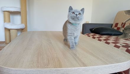 BKH-Kitten in blue ( Abgabebereit. Stammbaum!)