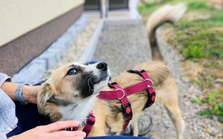 Ember auf Pflegestelle in 72172 Sulz sucht ihr Für-immer-Zuhause