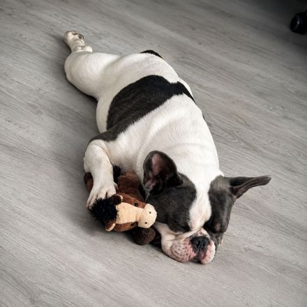 Französische Bulldogge Sam – charmanter Deckrüde sucht passende Hündin