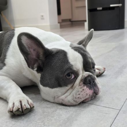 Französische Bulldogge Sam – charmanter Deckrüde sucht passende Hündin