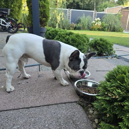 Französische Bulldogge Sam – charmanter Deckrüde sucht passende Hündin