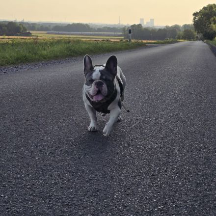 Französische Bulldogge Sam – charmanter Deckrüde sucht passende Hündin