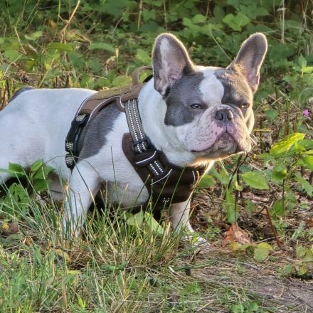 Französische Bulldogge Sam – charmanter Deckrüde sucht passende Hündin