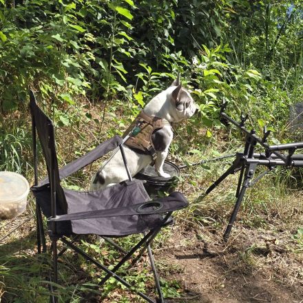 Französische Bulldogge Sam – charmanter Deckrüde sucht passende Hündin