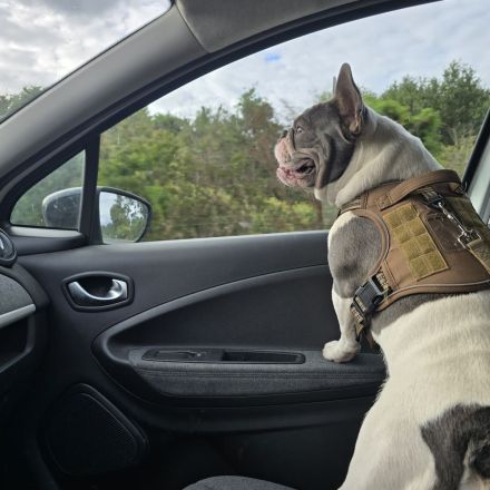 Französische Bulldogge Sam – charmanter Deckrüde sucht passende Hündin