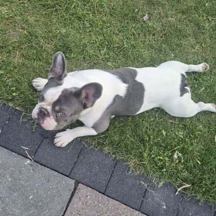 Französische Bulldogge Sam – charmanter Deckrüde sucht passende Hündin