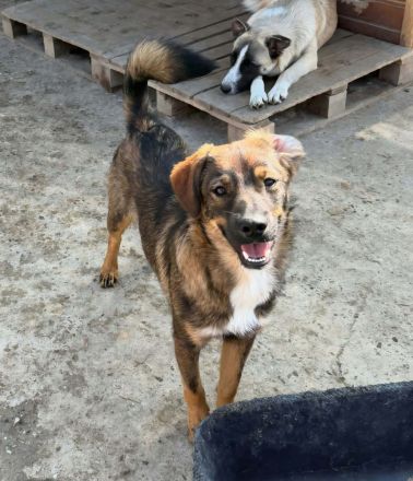 Kato sucht sein Für-immer-Zuhause