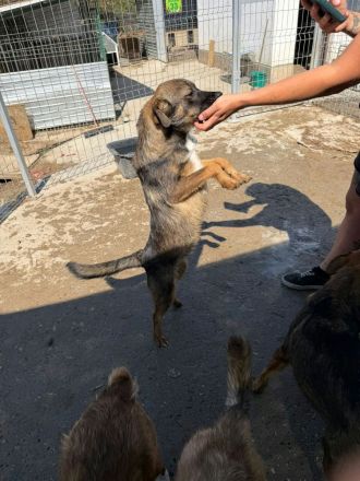 Kato sucht sein Für-immer-Zuhause