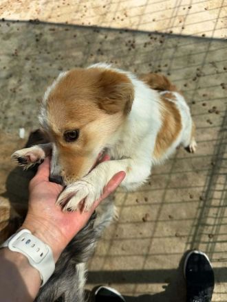Sweety sucht ihr Für-immer-Zuhause