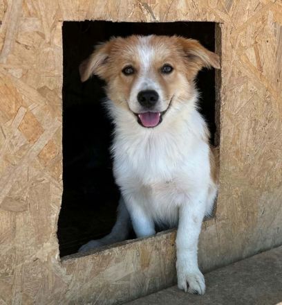 Sweety sucht ihr Für-immer-Zuhause