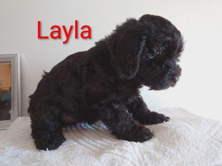 Zwergschnauzer Mix