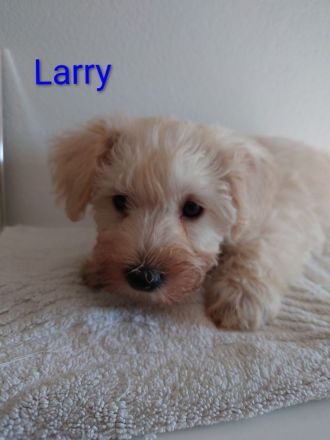 Zwergschnauzer Mix