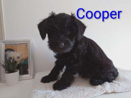 Zwergschnauzer Mix