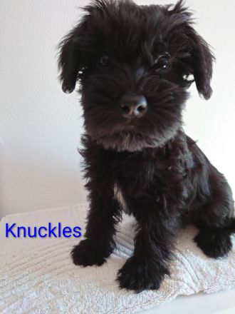 Zwergschnauzer Mix