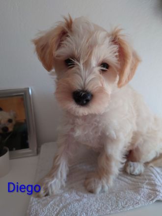 Zwergschnauzer Mix