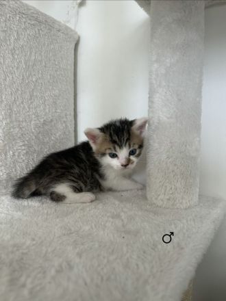 BKH Mix Kitten
