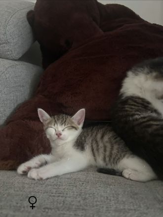 BKH Mix Kitten
