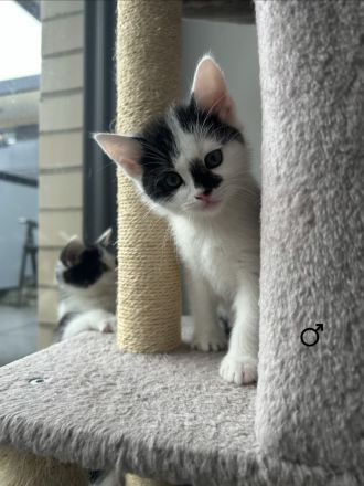 BKH Mix Kitten