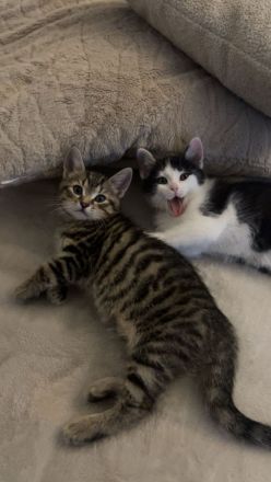 BKH Mix Kitten