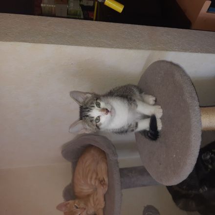 Kätzchen Kitten