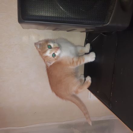 Kätzchen Kitten
