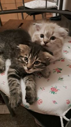 Katze
