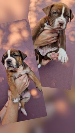 American bully xl Welpen suchen ihr liebevolles Zuhause