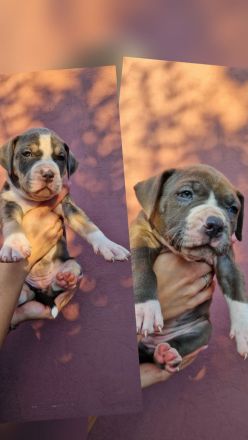 American bully xl Welpen suchen ihr liebevolles Zuhause
