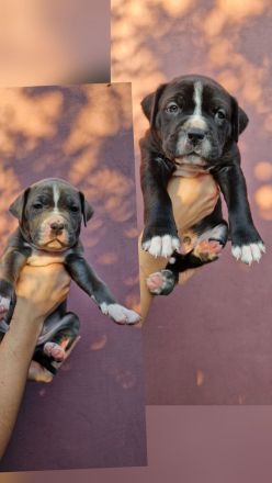 American bully xl Welpen suchen ihr liebevolles Zuhause