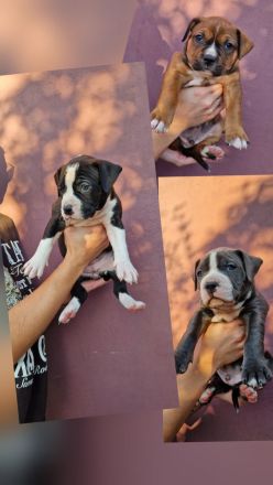 American bully xl Welpen suchen ihr liebevolles Zuhause