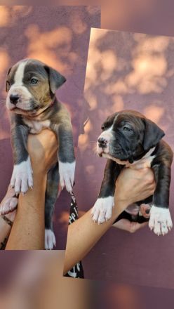 American bully xl Welpen suchen ihr liebevolles Zuhause