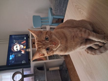 Kater sucht Familie