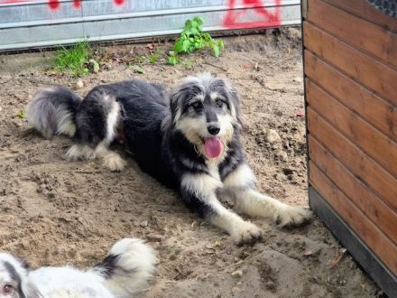 Wuschelige Schönheit Aina sucht liebevolles Zuhause