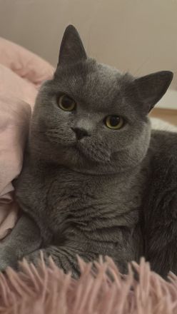 Liebe BKH-Dame sucht ruhiges Zuhause