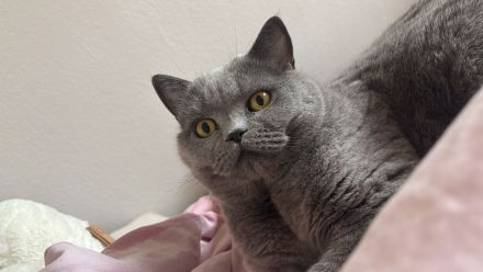 Liebe BKH-Dame sucht ruhiges Zuhause